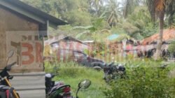 Judi Sabung Ayam dan Judi Kodok-kodok Kel. Kuday Kembali Marak